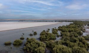 معجزة المانغروف على اطراف الصحراء السعودية
