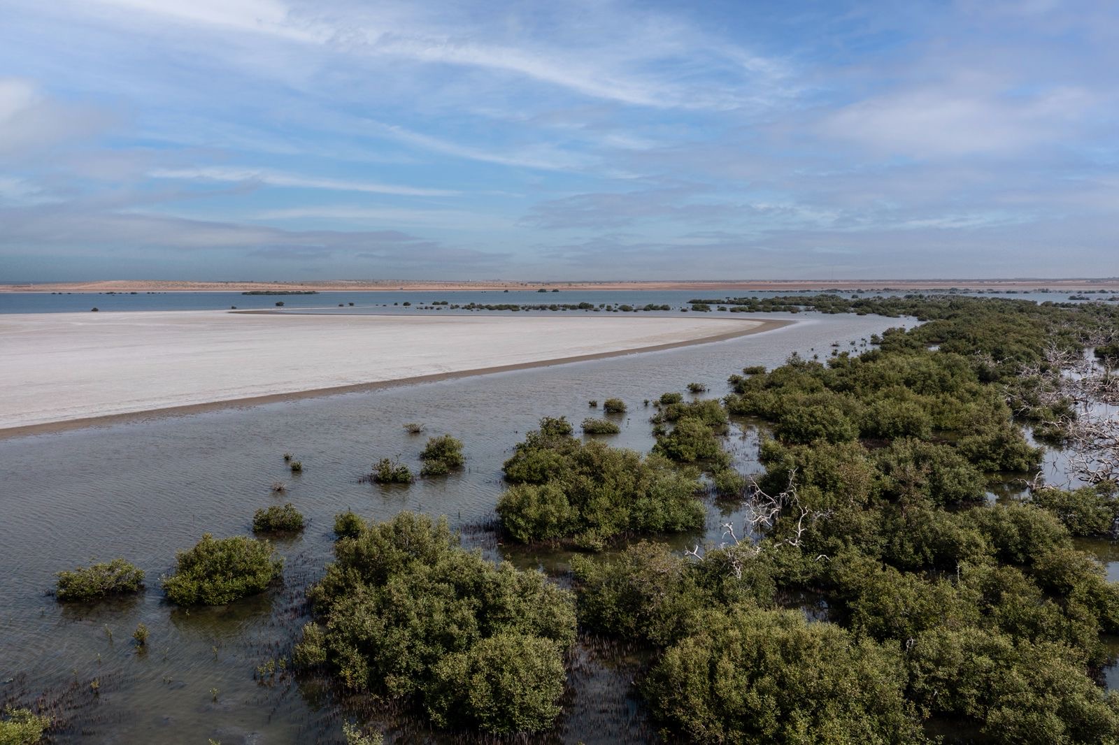 You are currently viewing معجزة المانغروف على اطراف الصحراء السعودية